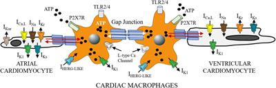 Cardiolipotoxicity, Inflammation, and Arrhythmias: Role for Interleukin-6 Molecular Mechanisms